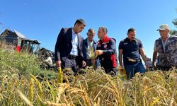 Kargı’da çeltik  hasadı başladı