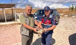 Jandarma'nın dikkati yardıma muhtaç olan şahini kurtardı