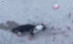 Yürek yakan görüntü! Kediler katledildi, mahalleli ayağa kalktı
