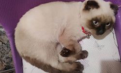 Çorum’da kayıp kedinin sahibi aranıyor