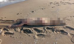 Çıplak erkek cesedi bulundu