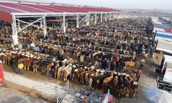 Hayvan Pazarları  yeniden kapandı