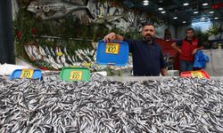 Karadeniz'de hamsi bolluğu