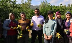 En ucuz meyve: Mandalina bahçede 8 TL'ye kadar düştü