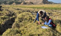 Laçin’de çeltik hasadı  döneminde sıkı denetim