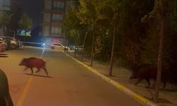 Çorum'da yaban domuzları şehrin merkezine indi