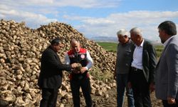 Şeker pancarı üretimi ve  depo faaliyetleri incelendi