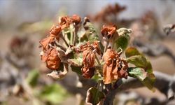 Üreticiye 798 milyon lira zirai don destek ödemesi