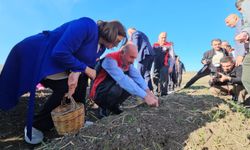 Çorum’da Safran Hasat Şenliği: “Kadın emeği toprağa bereket katıyor”