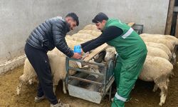 Hayvanlarda küpeleme ile aşılama çalışması sürüyor