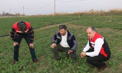 Kanola tarlasında inceleme