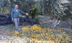 Mandalinanın fiyatı 2 TL'ye düşünce tonlarca ürünü vatandaşlara ücretsiz dağıttılar