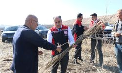 Çorum'da 143 dekar alanda Hint Keneviri yetiştirildi