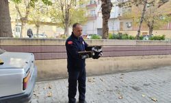 Ağaçta mahsur kalan kedi itfaiyeyi seferber etti