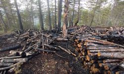 Kesim sahasında yangın paniği: 80 ster çam ağacı zarar gördü