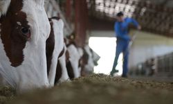 Hayvan yetiştiricisine 36,6 milyar lira destek