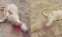 Kurt sürüsünün saldırdığı 30 küçükbaş hayvan ile 1 köpek telef oldu