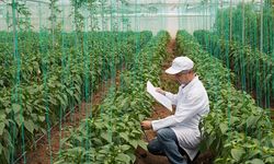 Bitkisel üretim azalacak