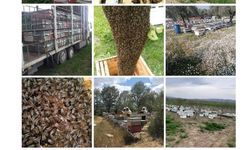 Arıcılık kursu başlıyor
