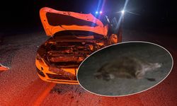 Otomobil yola çıkan  danaya çarptı