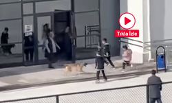 Okul bahçesine giren köpek çocuklara büyük panik yaşattı: O anlar kameraya yansıdı