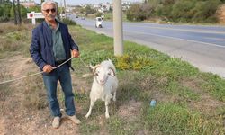Çorum'dan Aydın'a gitti kendi çiftliğini kurdu! Şimdi keçileri ile tatil yapıyor