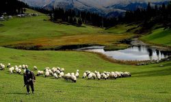 Hayvancılık desteklemelerinin uygulanmasında yeni düzenleme