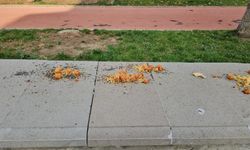 Bunun adı hayvanseverlik mi?