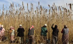 Çorum'da 150 dönümlük endüstriyel kenevirde ilk hasat yapıldı