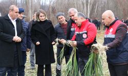 Çorum'da coğrafi işaretli Kışlacık  pırasasında hasat başladı