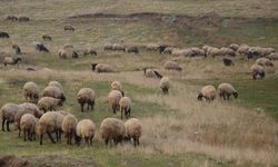 "Halk Elinde Islah Projeleri"ne toplam 2,7 milyar lira destek sağlandı