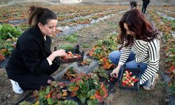 Tokat'ta yetişiyor, Çorum'a geliyor