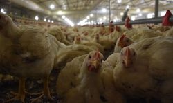 Türkiye'nin dev tavuk markası konkordato ilan etti