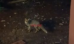 Çorum'da akşam saatlerinde yiyecek arayan tilki böyle görüntülendi