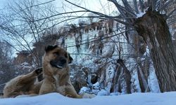 Çorum'da eksi 21,7 derece görüldü! İşte ilimizin en soğuk noktası