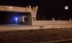Aç kalan tilki kent merkezine indi