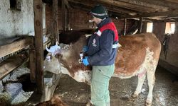 Osmancık’ta hayvan sağlığı için  şap ve brucella aşılamaları sürüyor