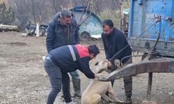 Bayat’ta hayvan sağlığı  için yoğun mesai