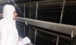 Çorum’da kanatlı hayvan işletmelerine sıkı denetim