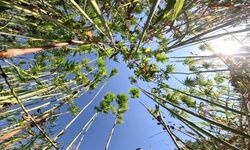 Resmi Gazete'de yayınlandı: Çorum dahil 21 ilde üretim yapılabilecek