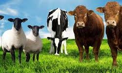 Büyükbaş hayvan  sayısı 17.7 milyon