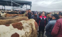 Hayvan Pazarı’nda sağlık  ve hijyen denetimi