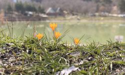 Çorum'da çiğdem ve menekşeler çiçek açtı
