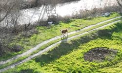 Kayıp buzağı 72 saat sonra dron ile bulundu