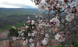 Çorum'da badem ağaçları erken çiçek açtı