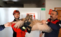 Çorum'da yaralı bulunan puhu tedavi altına alındı