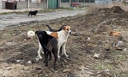 Sokak köpekleri tedirgin ediyor