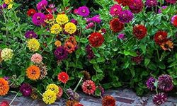 Çiçek tohumu satın alınacaktır