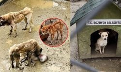 Barınakta köpekler birbirini yedi!