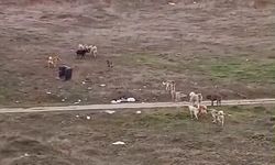 "İşe gitmeye korkuyoruz"